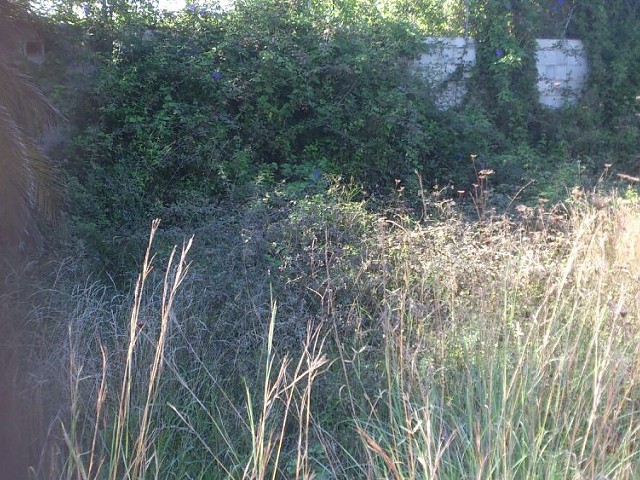 Clearing plots and margins in Ondara